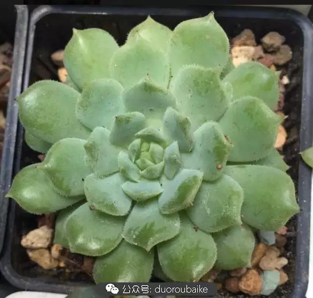 买多肉的3个雷区,某宝买的植物