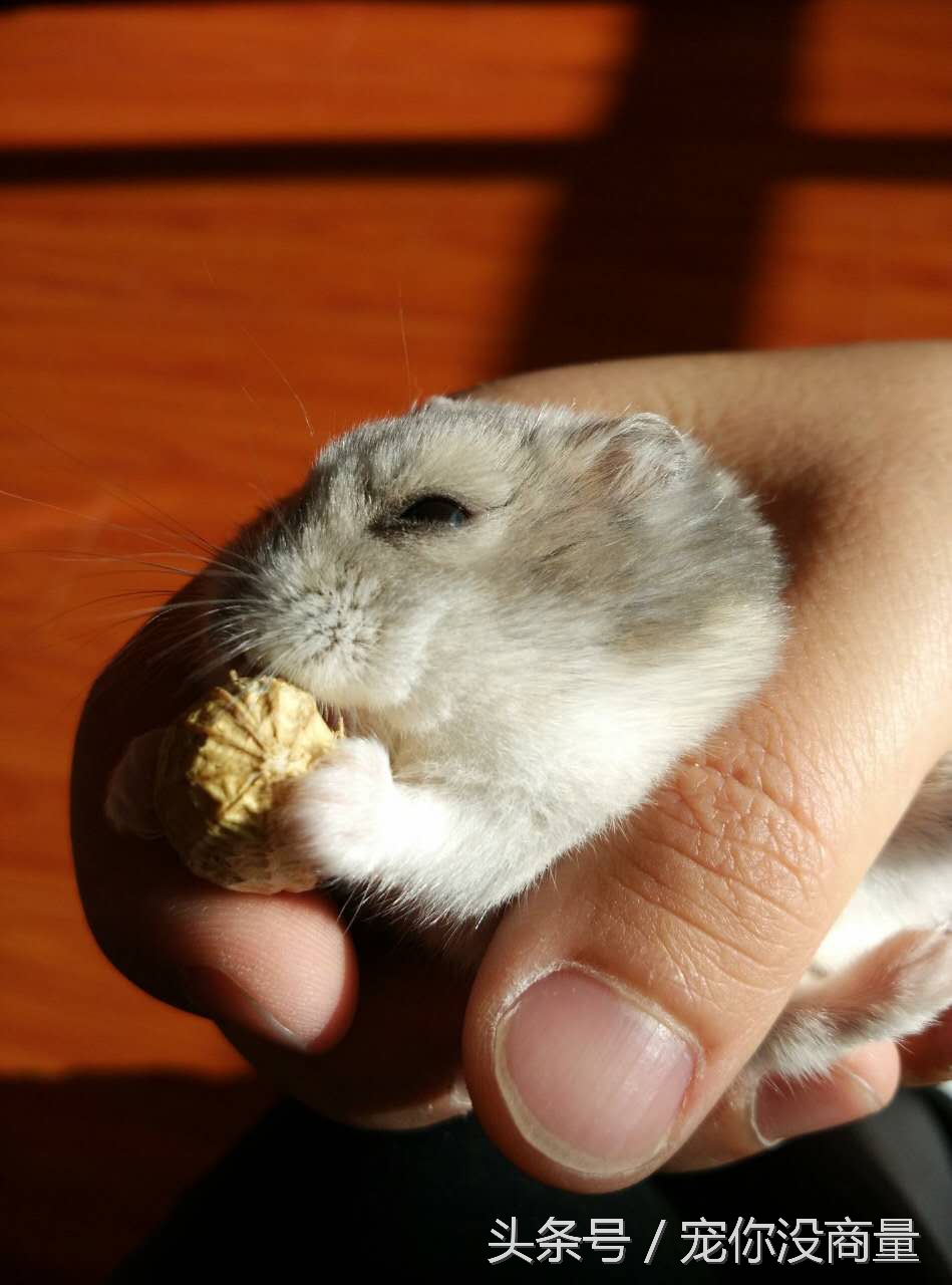 仓鼠新手教程紫仓,仓鼠酱是什么