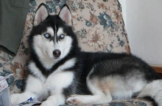 怎么抑制狗狗吠叫,怎么抑制狗激动