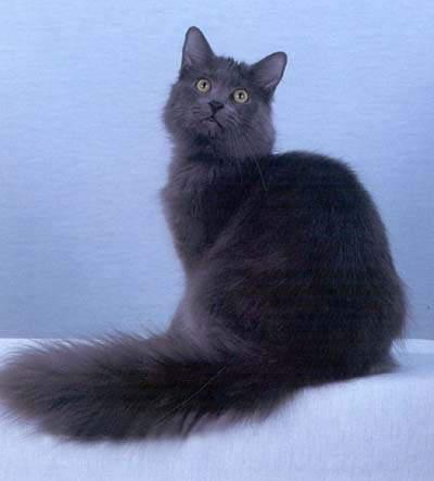 最便宜的宠物猫咪品种图片及价格,哪个品种的猫咪性格最好最温顺