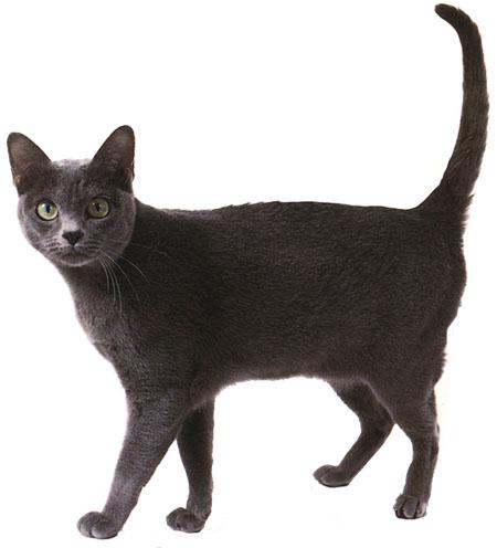 最便宜的宠物猫咪品种图片及价格,哪个品种的猫咪性格最好最温顺