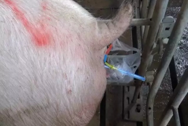 深宫输精“8字”决，好记！