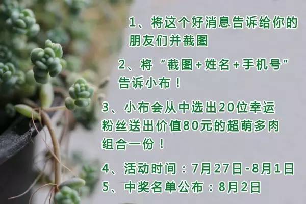 多肉包邮免费送,可爱多肉组合