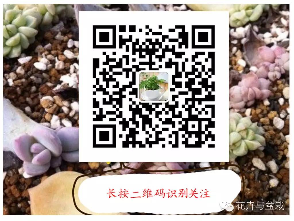 多肉紫色珍珠,多肉紫珍珠的养护