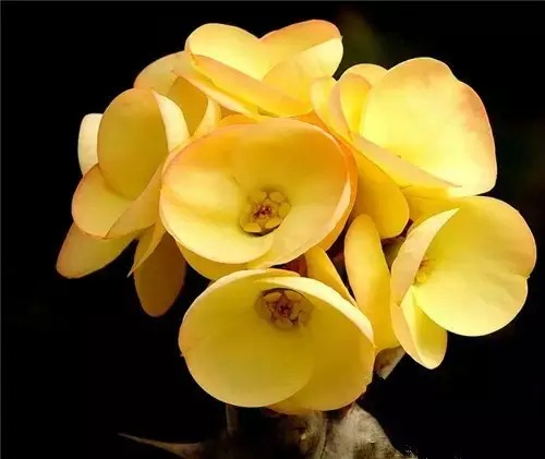 多肉开完花就死,多肉开花后会死掉吗