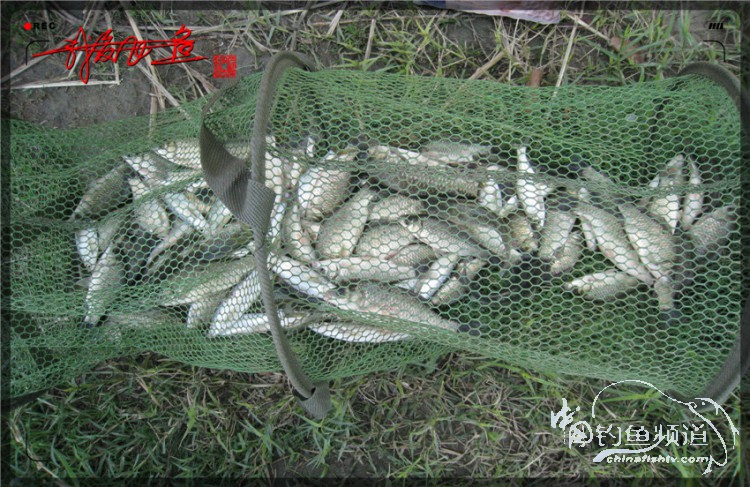 户外野钓小河沟七星鱼,鲫鱼野钓小河沟