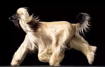 运动能力最强的宠物,动物中的运动健将