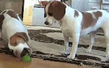 狗狗被主人吃柠檬,强迫狗狗吃柠檬了会怎样