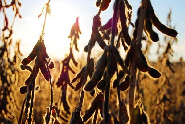 长期吃大豆多肽的好处,大豆多肽营养饮料