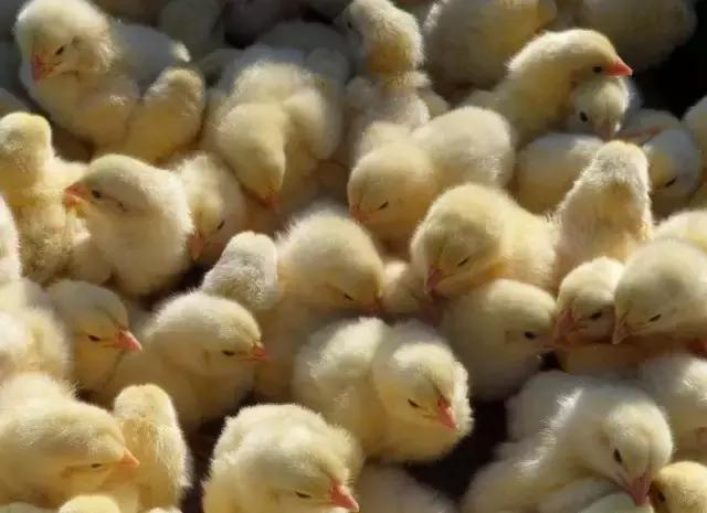 凭什么他的鸡这么受欢迎?给小编来一打!