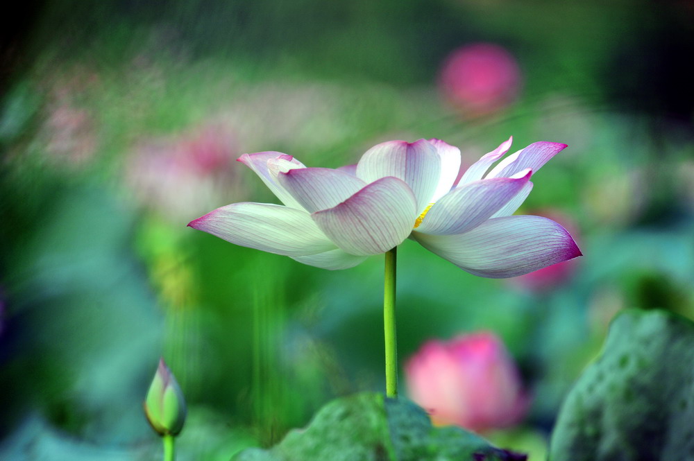 酷暑走徽州，查济二三事