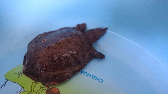 带回家一只小王八，身上有好多洞洞，媳妇看到都哭了