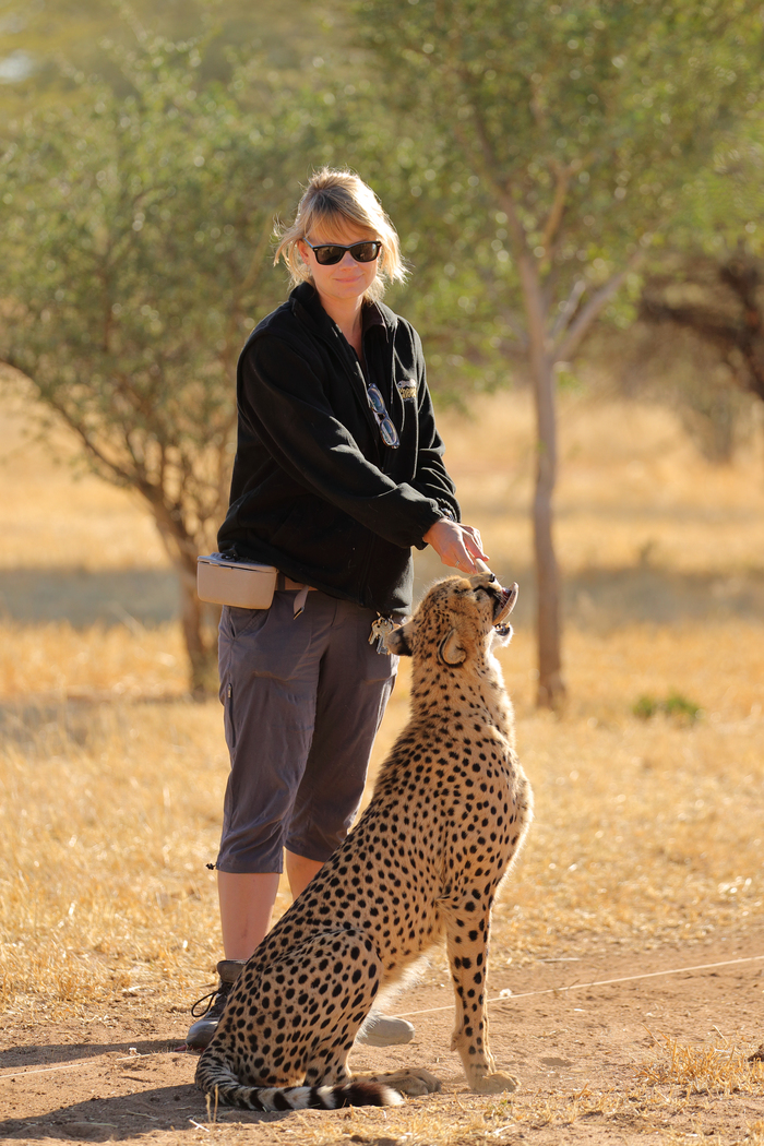 猎豹奔跑壮观,猎豹狂奔