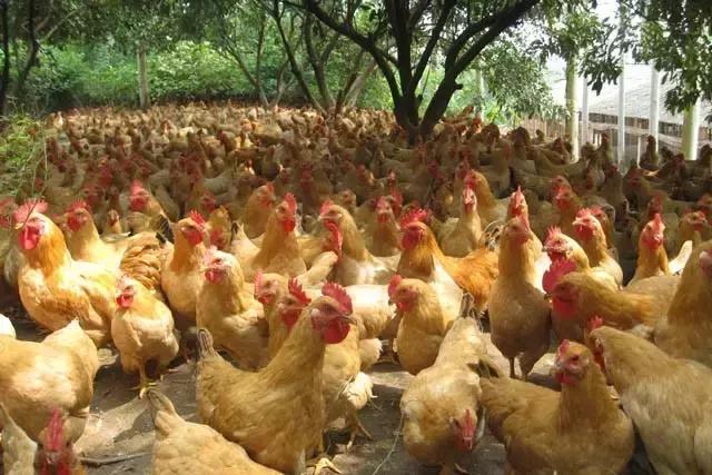 凭什么他的鸡这么受欢迎?给小编来一打!