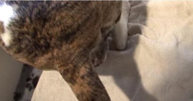 母狗第一次生宝宝，在主人的帮助下顺利生产，下一幕出现特大惊喜