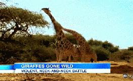 啊，椰蛋树！你的脖子怎么那么长？！