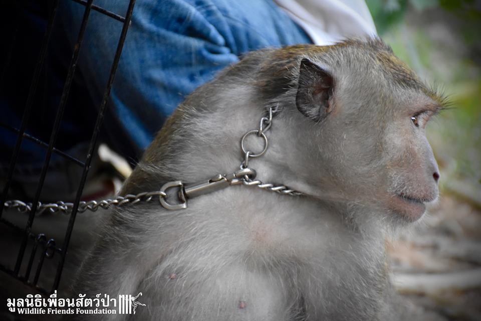 从小养大的猴子会咬主人吗,从小养出来的猴子