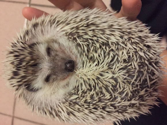 我家非洲迷你刺猬土豆的106天胖萌日记