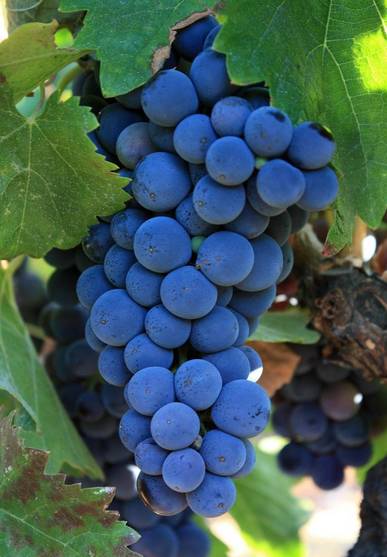 蛇龙珠和赤霞珠葡萄的区别,赤霞珠和蛇龙珠哪个好种