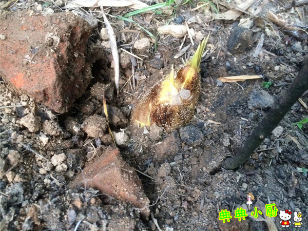 新鲜的小竹笋拿来怎么炒好吃,竹笋烧肉最好吃的做法