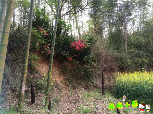 竹笋和什么肉最好吃,竹笋和莴笋烧肉怎么做好吃