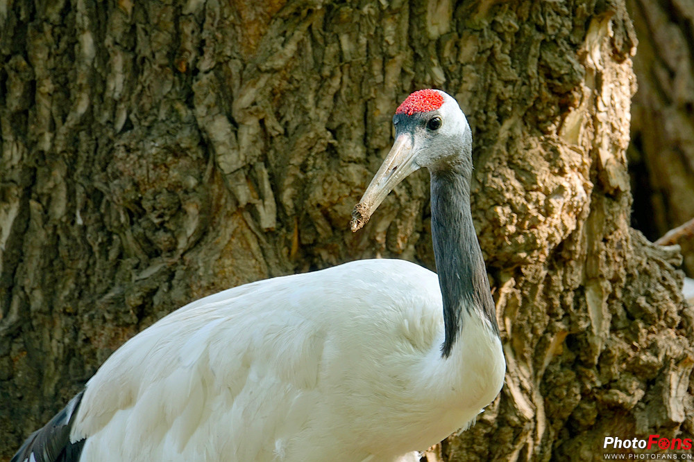 索尼黑卡长焦rx10m4技术参数,索尼超长焦黑卡rx10iii
