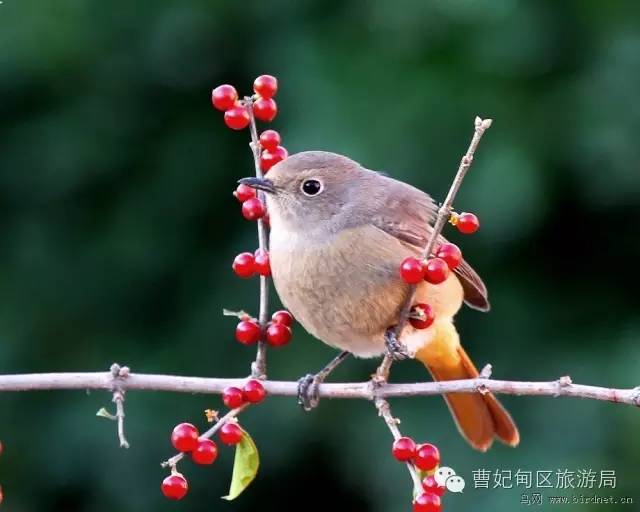滨海湿地,曹妃甸湿地文化旅游度假区