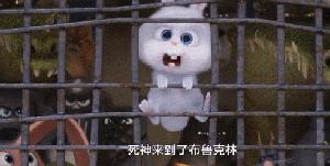 万万没想到！竟然被一群来搞笑的宠物暖哭了