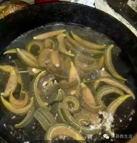 农田里吸血的虫叫什么,田里有一种吸血动物