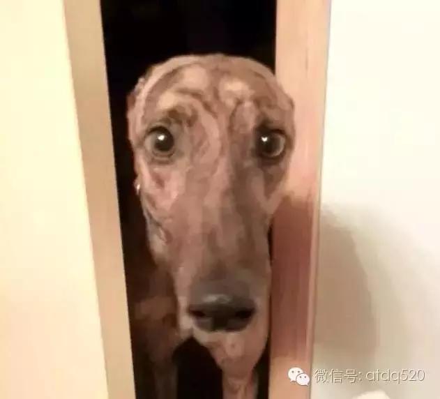 主人上厕所狗狗会想什么,狗狗为什么在上厕所时会看着你