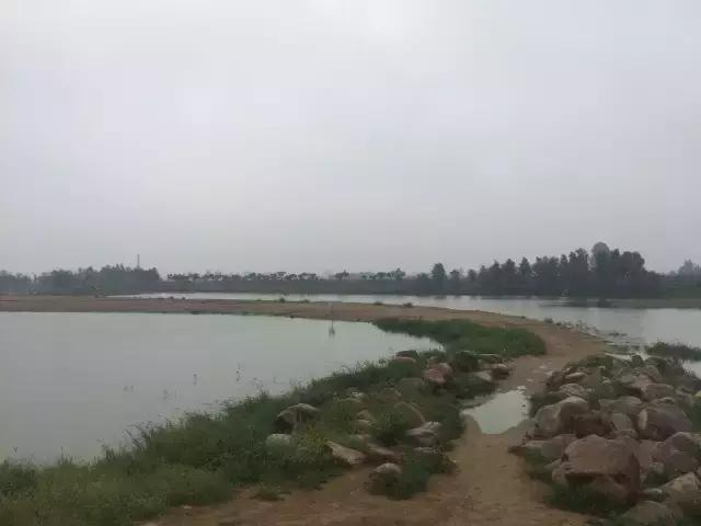 南乐西邵荷花池,南乐县西邵乡荷花池