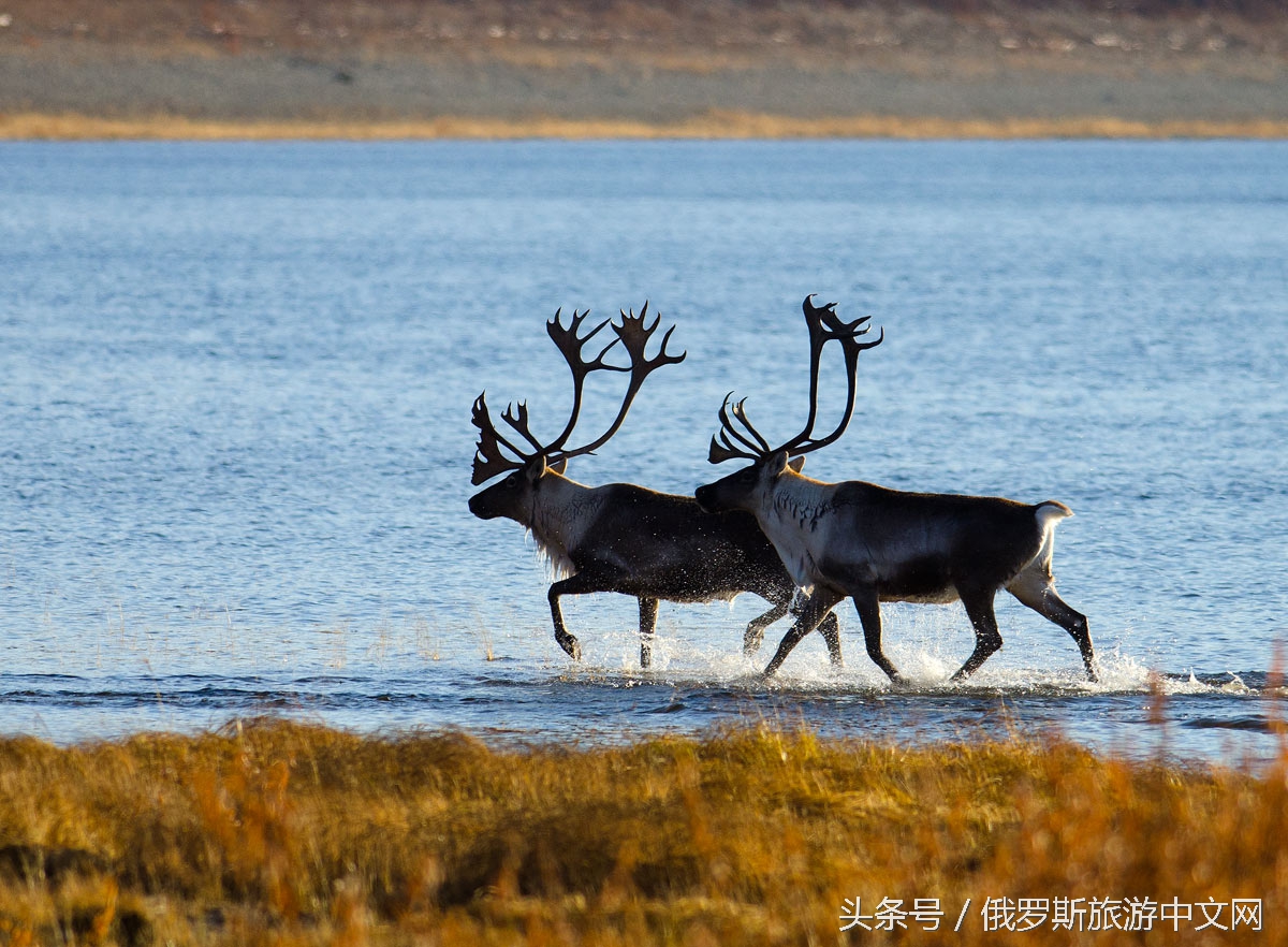 俄罗斯巨坑是真的吗,史上最贵的俄罗斯
