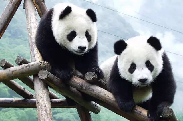 5种现存的动物活化石,地球现存10种活化石