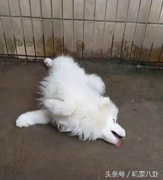 网友丢了一只萨摩耶,被主人遗弃的萨摩耶后续