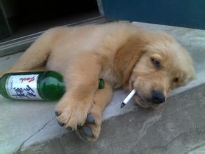 狗狗失恋了会怎么样,狗狗失恋