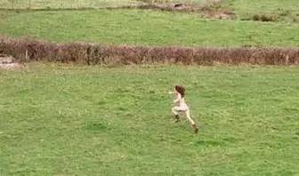 女排输给巴西完整视频,女排赢巴西震惊评价