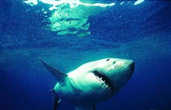 是什么让40000华人把澳洲药房搬空?甚至连仓库也不放过!