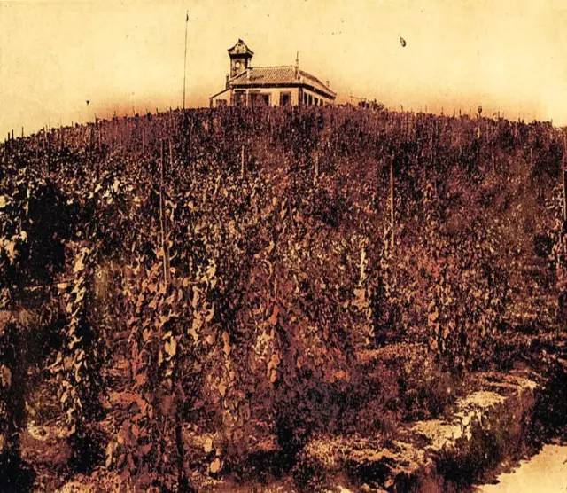 蛇龙珠和赤霞珠葡萄的区别,赤霞珠和蛇龙珠哪个好种