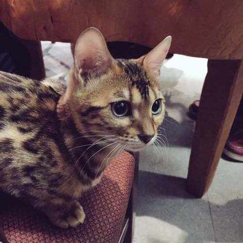 孟加拉猫主题咖啡馆,日本咖啡馆的猫咪