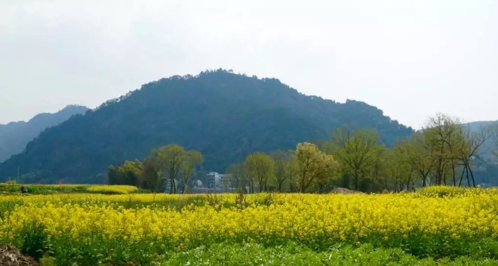 如果微博被盗，你会采取什么措施？