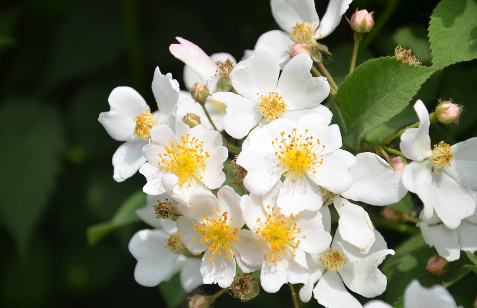 名老中医治经前口疮的经验,名医名方口腔溃疡