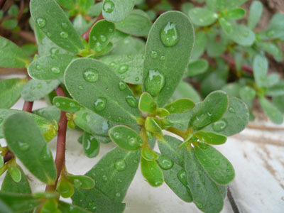 吃什么长寿菜对心脏好,长寿菜可以降血压吗