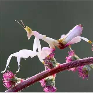 神马鬼|10万1只的奇葩昆虫宠物