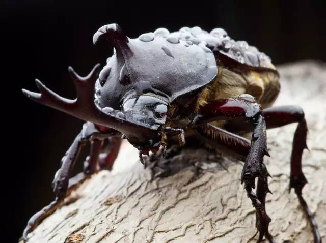 神马鬼|10万1只的奇葩昆虫宠物