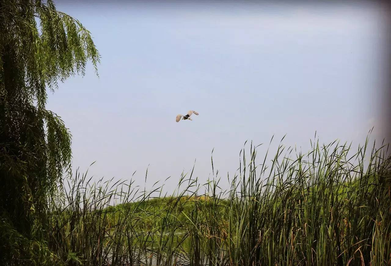灞渭车游湿地公园价格,西安灞渭车桥湿地免费不