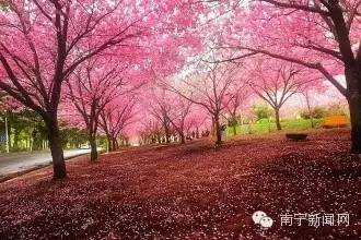 南宁哪里有假樱花,南宁樱花还有吗
