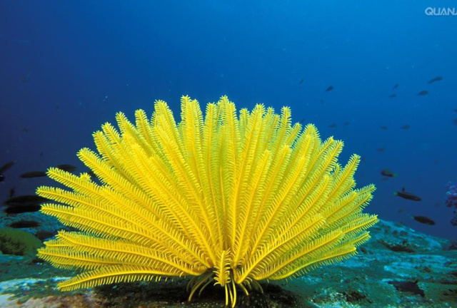 5种现存的动物活化石,地球现存10种活化石