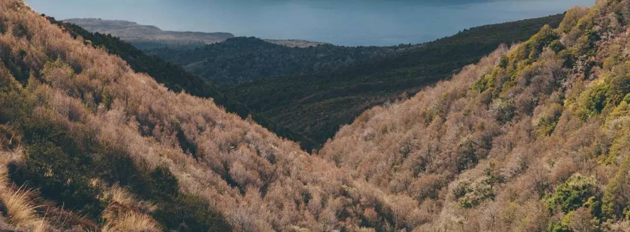 老中医蜂蜜系列,老中医生姜蜂蜜