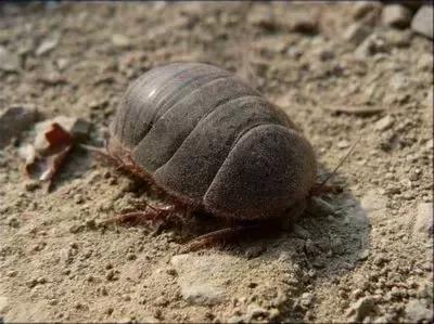 哪些虫子赚钱又好抓,农村常见的虫子哪些可以赚钱