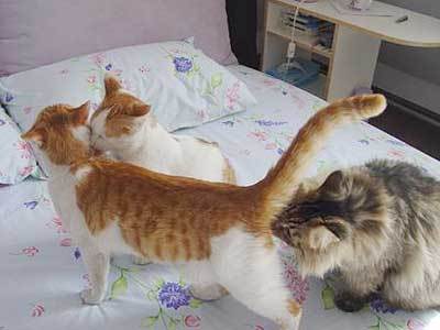 母猫老是很可怜的叫怎么办,母猫有哪些必须要预防